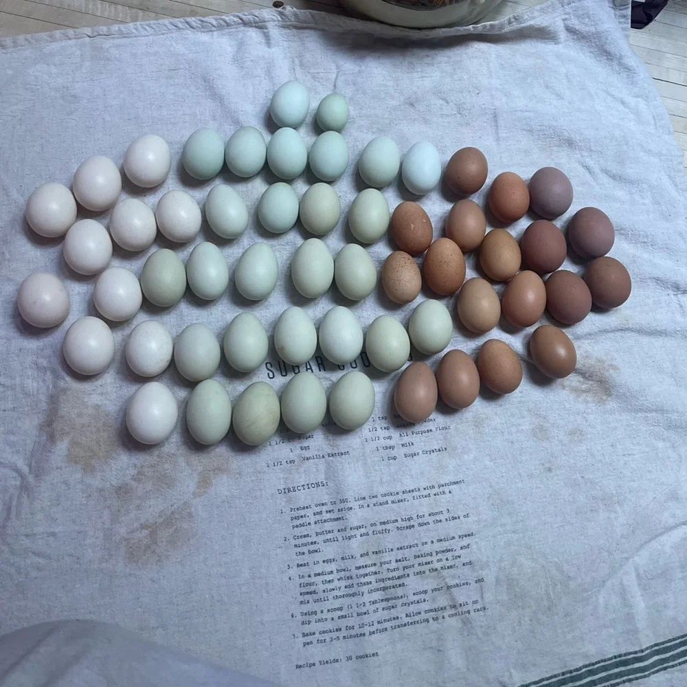 Hatching eggs 🪺 - Picture 7 of 15